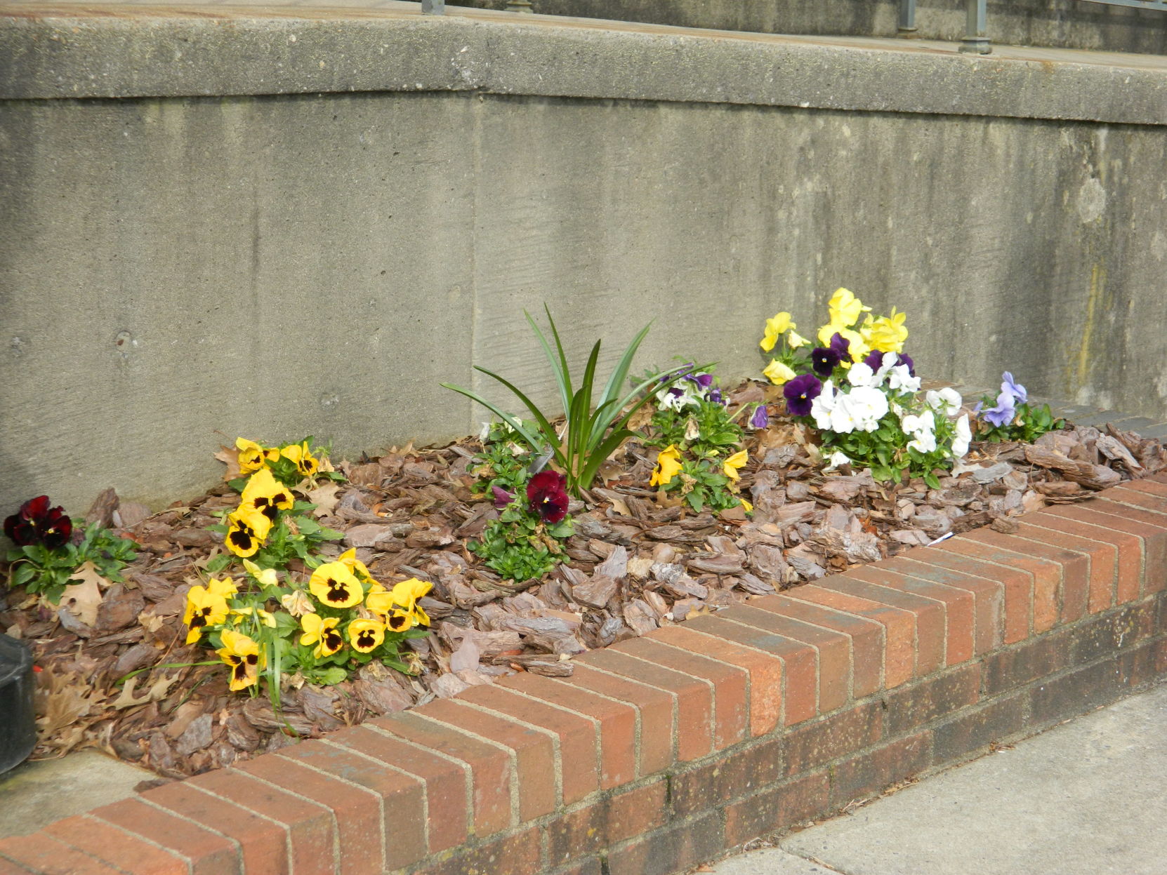 Spring photos (17).JPG